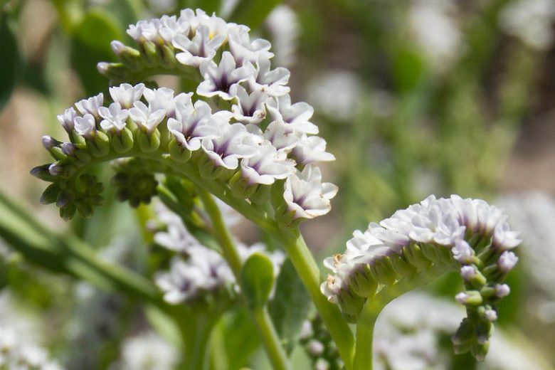Heliotropium curassavicum,Salt Heliotrope, Seaside Heliotrope, Quail Plant, Cola De Mico, Cola De Gama