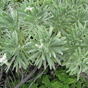 Heliotropium gnaphalodes, Sea Lavender, Bay Lavender, Sea Rosemary, Beach Heliotrope, Argusia gnaphalodes, Mallotonia gnaphalodes, Tournefortia gnaphalodes