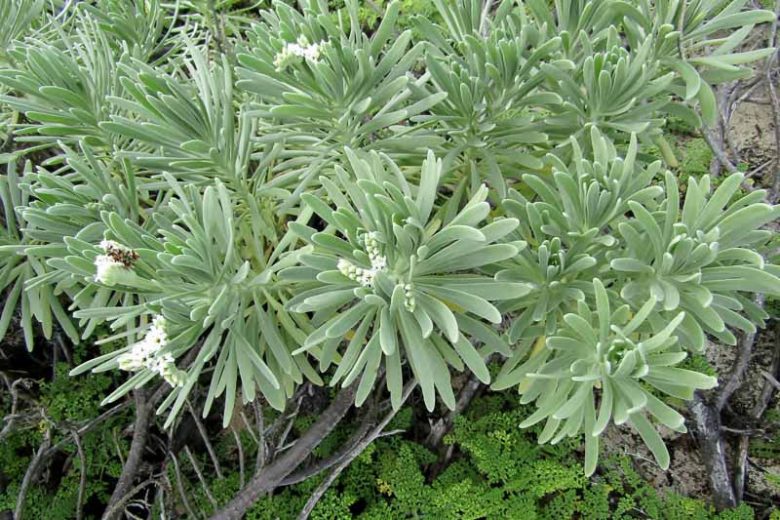 Heliotropium gnaphalodes, Sea Lavender, Bay Lavender, Sea Rosemary, Beach Heliotrope, Argusia gnaphalodes, Mallotonia gnaphalodes, Tournefortia gnaphalodes