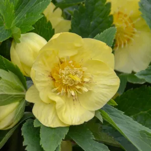 California Dreaming Hellebore, Helleborus California Dreaming, Hellebore 'California Dreaming', Lenten Rose 'California Dreaming', Yellow Hellebore, Yellow Lenten Rose