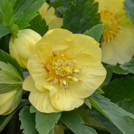 California Dreaming Hellebore, Helleborus California Dreaming, Hellebore 'California Dreaming', Lenten Rose 'California Dreaming', Yellow Hellebore, Yellow Lenten Rose