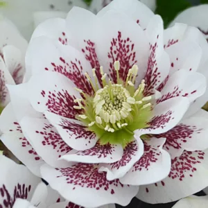Confetti Cake Hellebore, Helleborus Confetti Cake,  Hellebore 'Confetti Cake', Lenten Rose 'Confetti Cake', White Hellebore, Double Hellebore, Double Lenten Rose