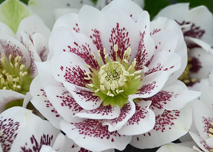 Confetti Cake Hellebore, Helleborus Confetti Cake,  Hellebore 'Confetti Cake', Lenten Rose 'Confetti Cake', White Hellebore, Double Hellebore, Double Lenten Rose