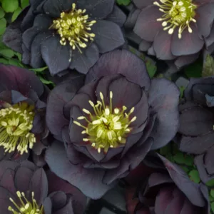 Dark and Handsome Hellebore, Helleborus Dark and Handsome,  Hellebore 'Dark and Handsome', Lenten Rose 'Dark and Handsome', Black Hellebore, Black Lenten Rose