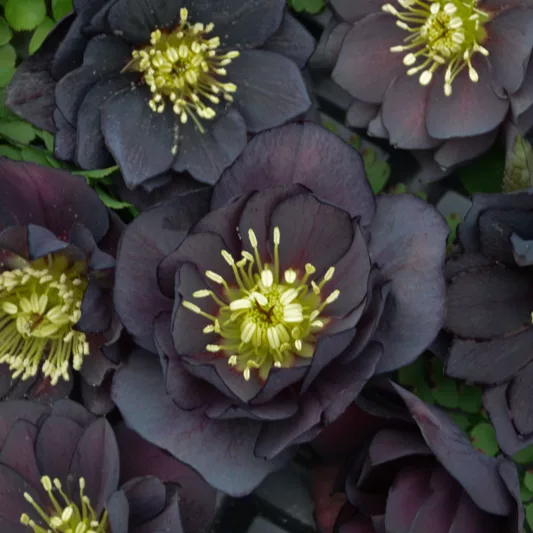 Dark and Handsome Hellebore, Helleborus Dark and Handsome,  Hellebore 'Dark and Handsome', Lenten Rose 'Dark and Handsome', Black Hellebore, Black Lenten Rose