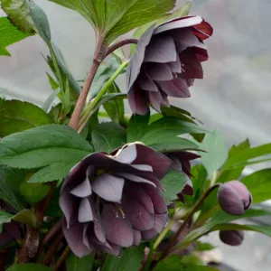 Dashing Groomsmen Hellebore, Helleborus Dashing Groomsmen,  Hellebore 'Dashing Groomsmen', Lenten Rose 'Dashing Groomsmen', Black Hellebore, Black Lenten Rose