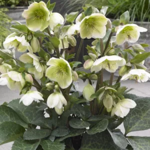 Helleborus 'Molly's White', Molly's White Hellebore, Hellebore Molly's White, White Hellebore, Single Hellebore