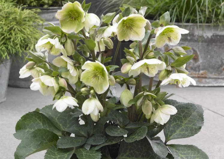 Helleborus 'Molly's White', Molly's White Hellebore, Hellebore Molly's White, White Hellebore, Single Hellebore
