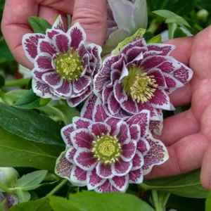 Shotgun Wedding Hellebore, Helleborus Shotgun Wedding,  Hellebore 'Shotgun Wedding', Lenten Rose 'Shotgun Wedding', Double Hellebore, Double Lenten Rose