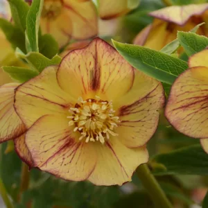 Tropical Sunset Hellebore, Helleborus Tropical Sunset, Hellebore 'Tropical Sunset', Lenten Rose 'Tropical Sunset', Yellow Hellebore, Yellow Lenten Rose