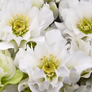 Wedding Bells Hellebore, Helleborus Wedding Bells,  Hellebore 'Wedding Bells', Lenten Rose 'Wedding Bells', White Hellebore, Double Hellebore, Double Lenten Rose