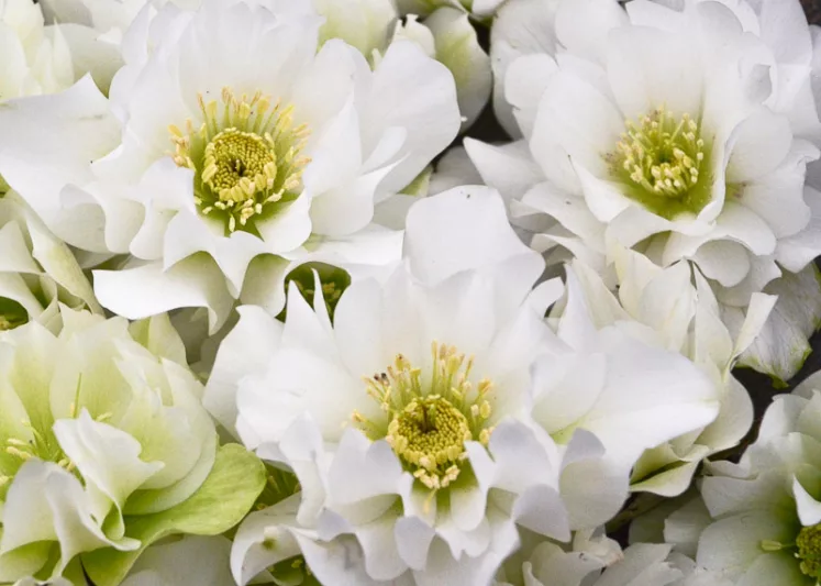 Wedding Bells Hellebore, Helleborus Wedding Bells,  Hellebore 'Wedding Bells', Lenten Rose 'Wedding Bells', White Hellebore, Double Hellebore, Double Lenten Rose