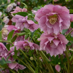 Wedding Crasher Hellebore, Helleborus Wedding Crasher,  Hellebore 'Wedding Crasher', Lenten Rose 'Wedding Crasher', Double Hellebore, Double Lenten Rose