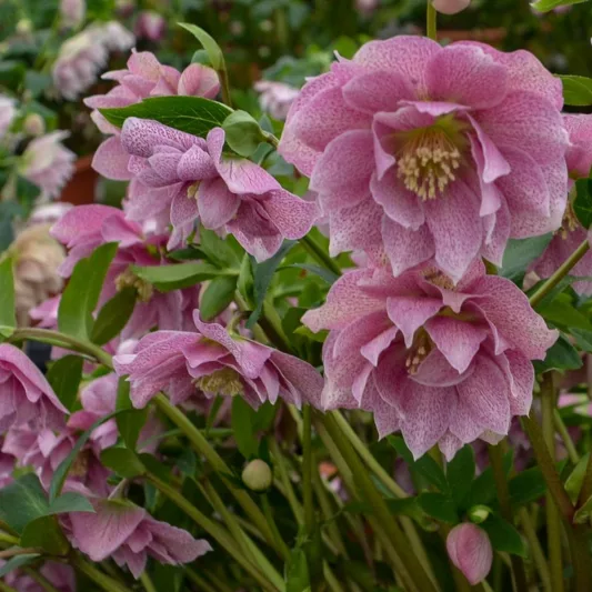 Wedding Crasher Hellebore, Helleborus Wedding Crasher,  Hellebore 'Wedding Crasher', Lenten Rose 'Wedding Crasher', Double Hellebore, Double Lenten Rose