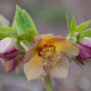 Helleborus Winter Jewels 'Golden Sunrise',Hellebore 'Golden Sunrise', Lenten Rose 'Golden Sunrise', Helleborus x hybridus 'Golden Sunrise', Hellebores Winter Series, yellow Hellebore, Double Hellebore
