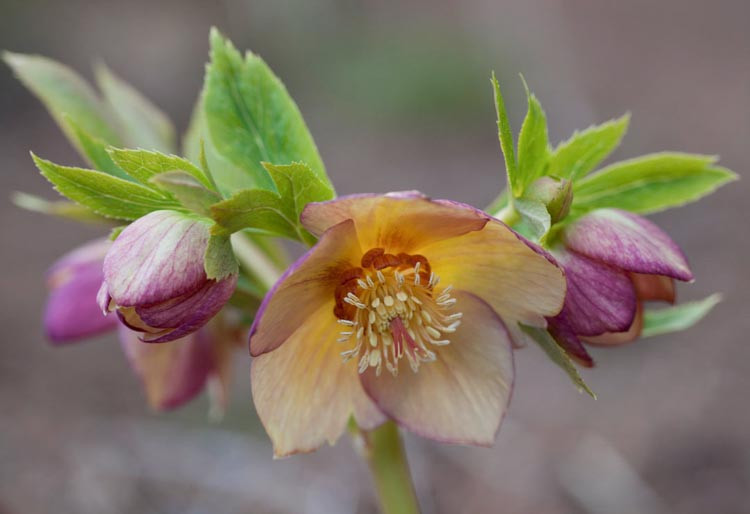 Helleborus Winter Jewels 'Golden Sunrise',Hellebore 'Golden Sunrise', Lenten Rose 'Golden Sunrise', Helleborus x hybridus 'Golden Sunrise', Hellebores Winter Series, yellow Hellebore, Double Hellebore