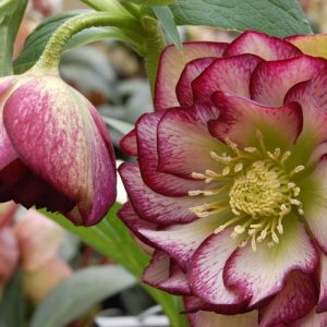 Helleborus Winter Jewels 'Harlequin Gem',Hellebore 'Harlequin Gem', Lenten Rose 'Harlequin Gem', Helleborus x hybridus Harlequin Gem, Hellebores Winter Series, purple Hellebore, Double Hellebore, red Hellebore