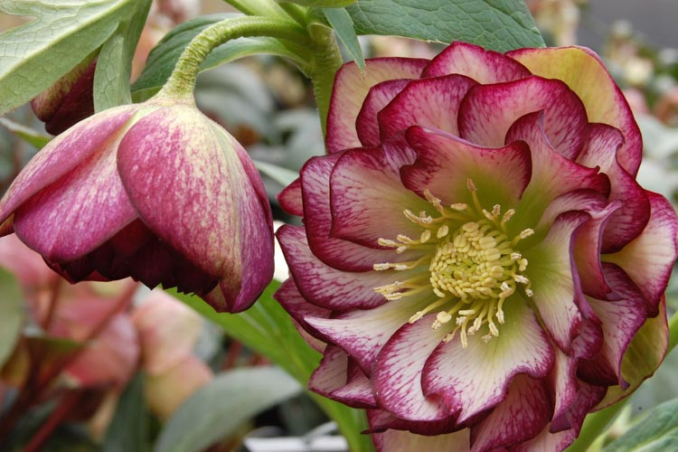 Helleborus Winter Jewels 'Harlequin Gem',Hellebore 'Harlequin Gem', Lenten Rose 'Harlequin Gem', Helleborus x hybridus Harlequin Gem, Hellebores Winter Series, purple Hellebore, Double Hellebore, red Hellebore