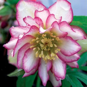 Helleborus Winter Jewels 'Rose Quartz',Hellebore 'Rose Quartz', Lenten Rose 'Rose Quartz', Helleborus x hybridus 'Rose Quartz', Hellebores Winter Series, Pink Hellebore, Bicolor Hellebores, Double Hellebores
