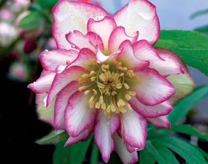Helleborus Winter Jewels 'Rose Quartz',Hellebore 'Rose Quartz', Lenten Rose 'Rose Quartz', Helleborus x hybridus 'Rose Quartz', Hellebores Winter Series, Pink Hellebore, Bicolor Hellebores, Double Hellebores