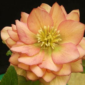 Helleborus Winter Jewels 'Amber Gem',Hellebore 'Amber Gem', Lenten Rose 'Amber Gem', Hellebores Winter Series, Apricot Hellebore, Double Hellebore