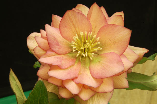 Helleborus Winter Jewels 'Amber Gem',Hellebore 'Amber Gem', Lenten Rose 'Amber Gem', Hellebores Winter Series, Apricot Hellebore, Double Hellebore