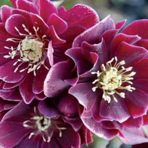 Helleborus Winter Jewels 'Amethyst Gem',Hellebore 'Amethyst Gem', Lenten Rose 'Amethyst Gem', Helleborus x hybridus 'Amethyst Gem', Hellebores Winter Series, purple Hellebore, Double Hellebore