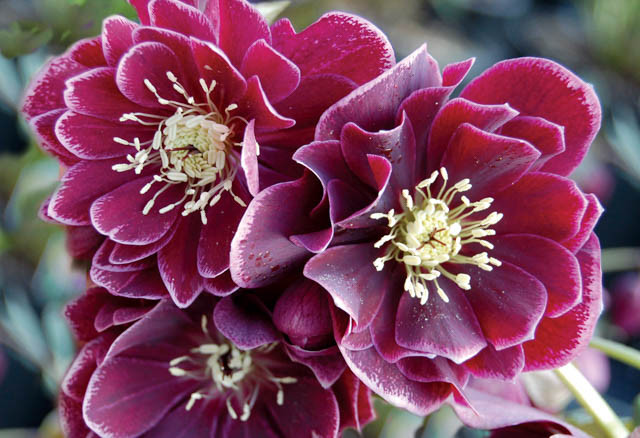 Helleborus Winter Jewels 'Amethyst Gem',Hellebore 'Amethyst Gem', Lenten Rose 'Amethyst Gem', Helleborus x hybridus 'Amethyst Gem', Hellebores Winter Series, purple Hellebore, Double Hellebore