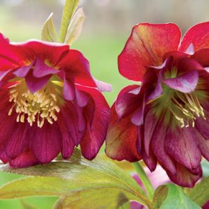 Helleborus Winter Jewels 'Berry Swirl',Hellebore 'Berry Swirl', Lenten Rose 'Berry Swirl', Helleborus x hybridus 'Berry Swirl', Hellebores Winter Series, purple Hellebore, Double Hellebore
