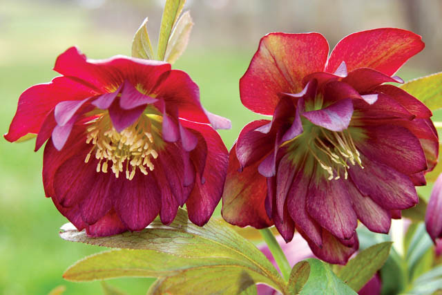 Helleborus Winter Jewels 'Berry Swirl',Hellebore 'Berry Swirl', Lenten Rose 'Berry Swirl', Helleborus x hybridus 'Berry Swirl', Hellebores Winter Series, purple Hellebore, Double Hellebore