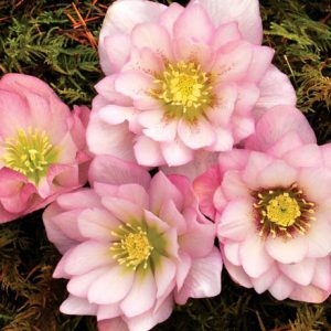 Helleborus Winter Jewels 'Cotton Candy',Hellebore 'Cotton Candy', Lenten Rose 'Cotton Candy', Helleborus x hybridus 'Cotton Candy', Hellebores Winter Series, pink Hellebore, Double Hellebore