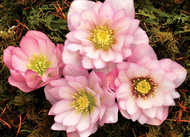 Helleborus Winter Jewels 'Cotton Candy',Hellebore 'Cotton Candy', Lenten Rose 'Cotton Candy', Helleborus x hybridus 'Cotton Candy', Hellebores Winter Series, pink Hellebore, Double Hellebore