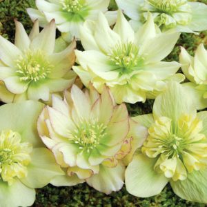 Helleborus Winter Jewels 'Golden Lotus'',Hellebore 'Golden Lotus', Lenten Rose 'Golden Lotus', Helleborus x hybridus 'Golden Lotus', Hellebores Winter Series, yellow Hellebore, Double Hellebore