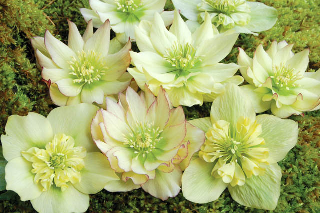 Helleborus Winter Jewels 'Golden Lotus'',Hellebore 'Golden Lotus', Lenten Rose 'Golden Lotus', Helleborus x hybridus 'Golden Lotus', Hellebores Winter Series, yellow Hellebore, Double Hellebore