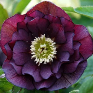 Helleborus Winter Jewels 'Onyx Odyssey',Hellebore 'Onyx Odyssey', Lenten Rose 'Onyx Odyssey', Helleborus x hybridus 'Onyx Odyssey', Hellebores Winter Series, Black Hellebore, Dark Hellebores, Purple Hellebores, Double Hellebores