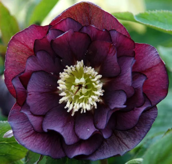 Helleborus Winter Jewels 'Onyx Odyssey',Hellebore 'Onyx Odyssey', Lenten Rose 'Onyx Odyssey', Helleborus x hybridus 'Onyx Odyssey', Hellebores Winter Series, Black Hellebore, Dark Hellebores, Purple Hellebores, Double Hellebores