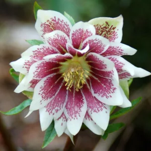 Helleborus Winter Jewels 'Painted Doubles',Hellebore 'Painted Doubles', Lenten Rose 'Painted Doubles', Helleborus x hybridus 'Painted Doubles', Hellebores Winter Series, Pink Hellebore, Bicolor Hellebores, Double Hellebores