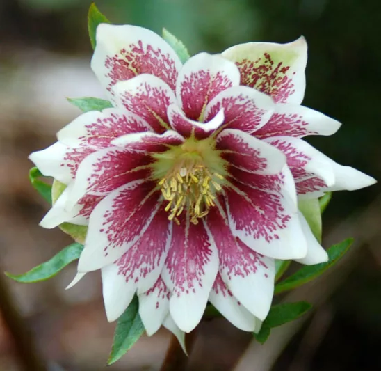 Helleborus Winter Jewels 'Painted Doubles',Hellebore 'Painted Doubles', Lenten Rose 'Painted Doubles', Helleborus x hybridus 'Painted Doubles', Hellebores Winter Series, Pink Hellebore, Bicolor Hellebores, Double Hellebores