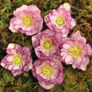 Helleborus Winter Jewels 'Peppermint Ice',Hellebore 'Peppermint Ice', Lenten Rose 'Peppermint Ice', Helleborus x hybridus 'Peppermint Ice', Hellebores Winter Series, Pink Hellebore, Bicolor Hellebores, Double Hellebores