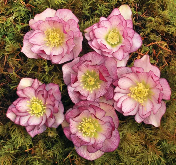 Helleborus Winter Jewels 'Peppermint Ice',Hellebore 'Peppermint Ice', Lenten Rose 'Peppermint Ice', Helleborus x hybridus 'Peppermint Ice', Hellebores Winter Series, Pink Hellebore, Bicolor Hellebores, Double Hellebores