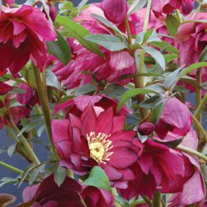 Helleborus Winter Jewels 'Red Sapphire',Hellebore 'Red Sapphire', Lenten Rose 'Red Sapphire', Helleborus x hybridus 'Red Sapphire', Hellebores Winter Series, Double Hellebores, Pink Hellebore, Red Hellebores