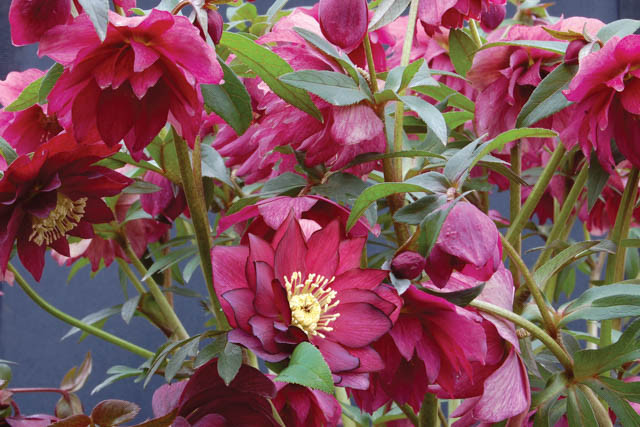 Helleborus Winter Jewels 'Red Sapphire',Hellebore 'Red Sapphire', Lenten Rose 'Red Sapphire', Helleborus x hybridus 'Red Sapphire', Hellebores Winter Series, Double Hellebores, Pink Hellebore, Red Hellebores