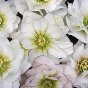Helleborus Winter Jewels 'Sparkling Diamond',Hellebore 'Sparkling Diamond', Lenten Rose 'Sparkling Diamond', Helleborus x hybridus 'Sparkling Diamond', Hellebores Winter Series, Double Hellebores, White Hellebores
