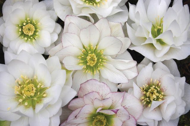 Helleborus Winter Jewels 'Sparkling Diamond',Hellebore 'Sparkling Diamond', Lenten Rose 'Sparkling Diamond', Helleborus x hybridus 'Sparkling Diamond', Hellebores Winter Series, Double Hellebores, White Hellebores