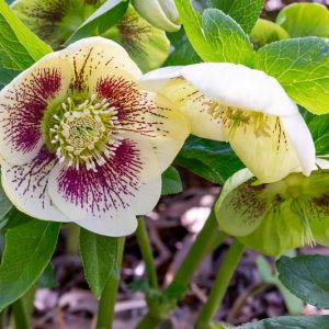 Helleborus x Hybridus 'White Lady Spotted', White Lady Spotted Hellebore, Hellebore 'White Lady Spotted', Lenten Rose 'White Lady Spotted', Lady Series, White Hellebore, Bicolor Hellebores
