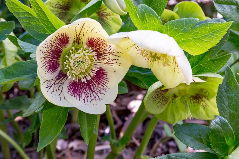 Helleborus x Hybridus 'White Lady Spotted', White Lady Spotted Hellebore, Hellebore 'White Lady Spotted', Lenten Rose 'White Lady Spotted', Lady Series, White Hellebore, Bicolor Hellebores