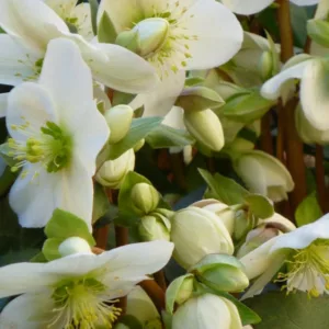 Helleborus x Ballardiae 'Candy Love',Hellebore Candy Love, Lenten Rose Candy Love, Hellebore Candy Love, White Hellebore, Shade Perennial, Winter Flowers