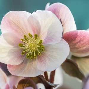 Helleborus x Ballardiae HGC Merlin, Hellebore Merlin, Lenten Rose HGC Merlin, Hellebore HGC Merlin, Pink Hellebore, Hellebores