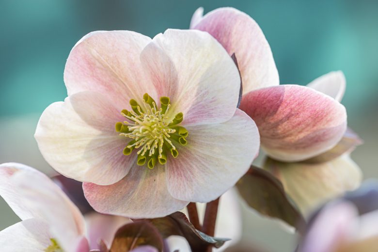 Helleborus x Ballardiae HGC Merlin, Hellebore Merlin, Lenten Rose HGC Merlin, Hellebore HGC Merlin, Pink Hellebore, Hellebores