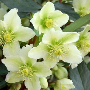 Helleborus × Nigercors 'Honeyhill Joy', Honeyhill Joy Hellebore, Helleborus 'Honeyhill Joy', Helleborus 'Honeyhill Joy',  White Hellebore, White Lenten Rose